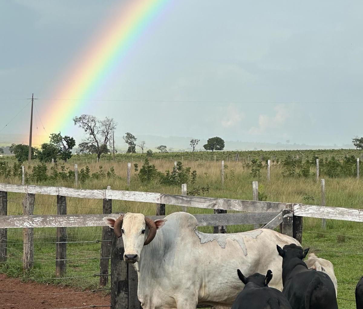 Operação pecuária no Mato Grosso do Sul